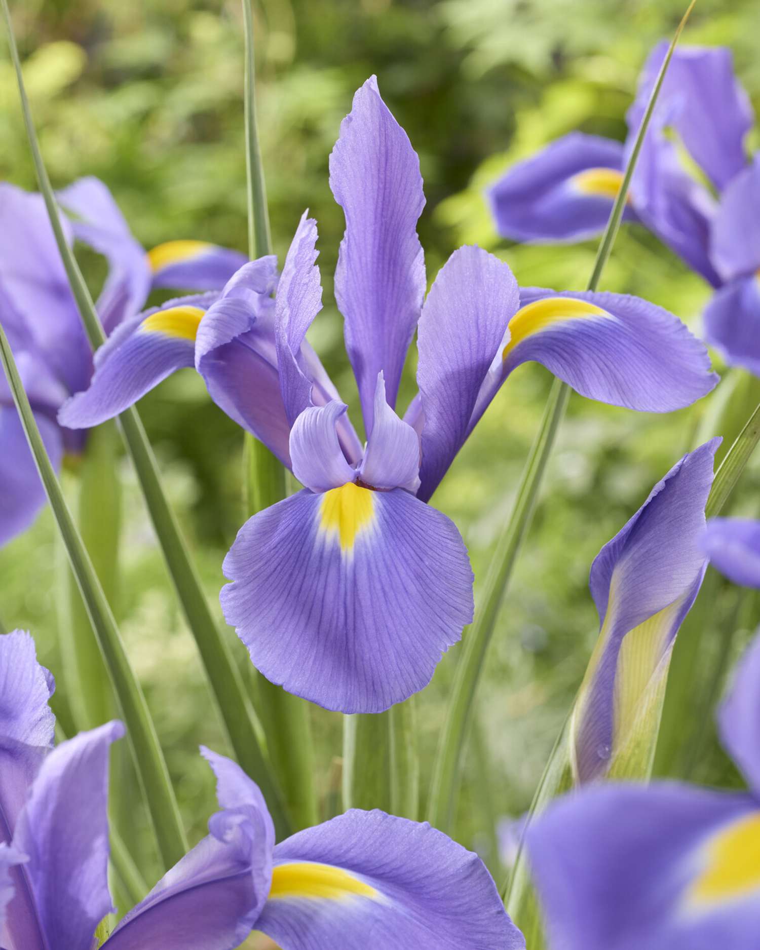 Iris (Schwertlilie) Reticulata 'Valentine'
